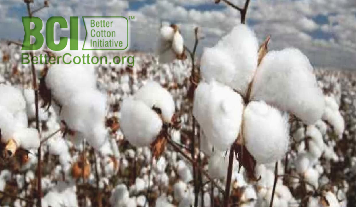 Türkiye’deki pamuk ekim alanında 100 bin hektarlık artış.jpg