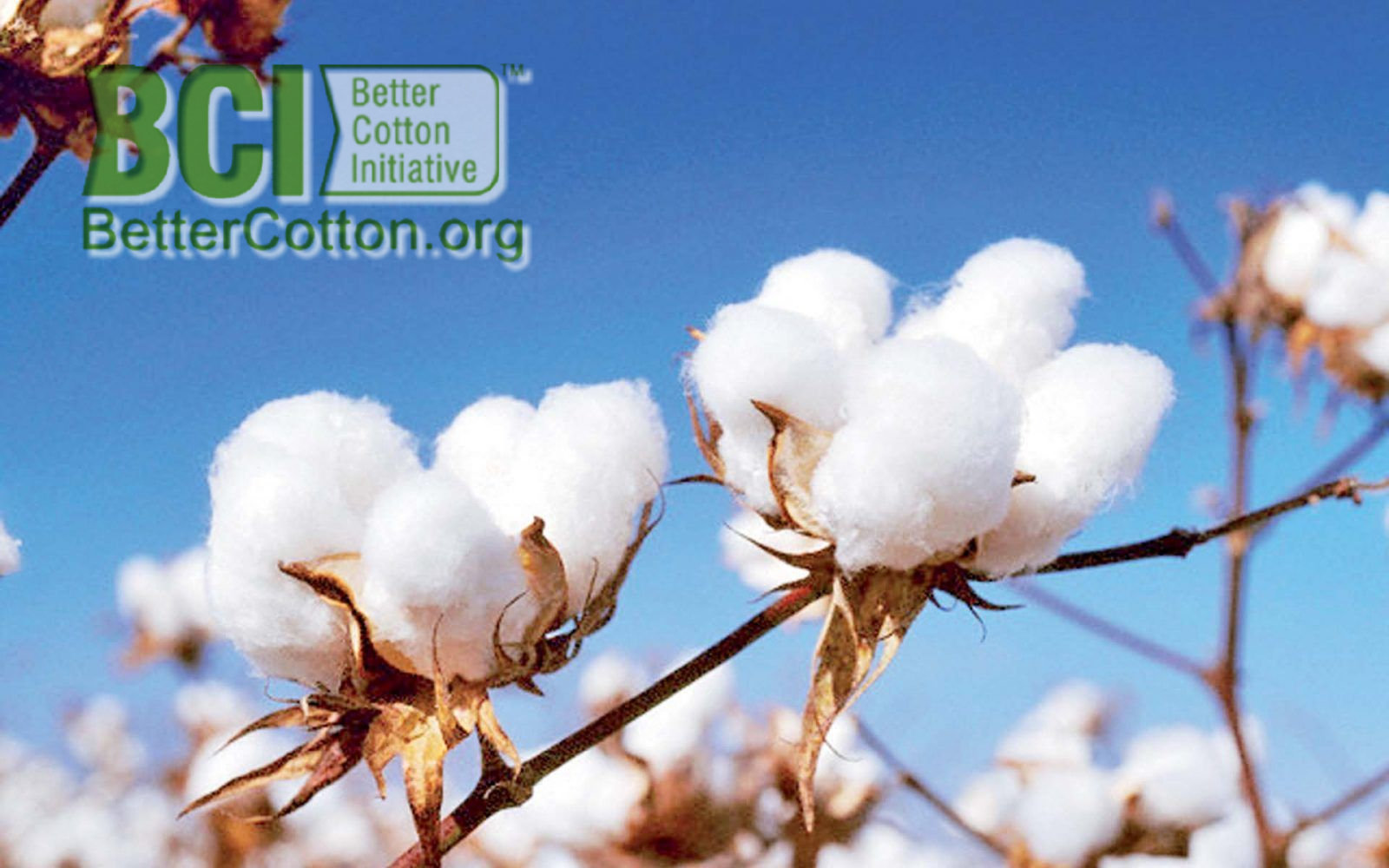 رئيس بحوث المعاملات الزراعية القطن يساهم بأكثر من 13 من دخل الميزان التجاري.jpg