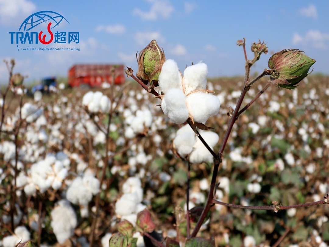 Çukurova’da pamuk hasadı başladı.jpg