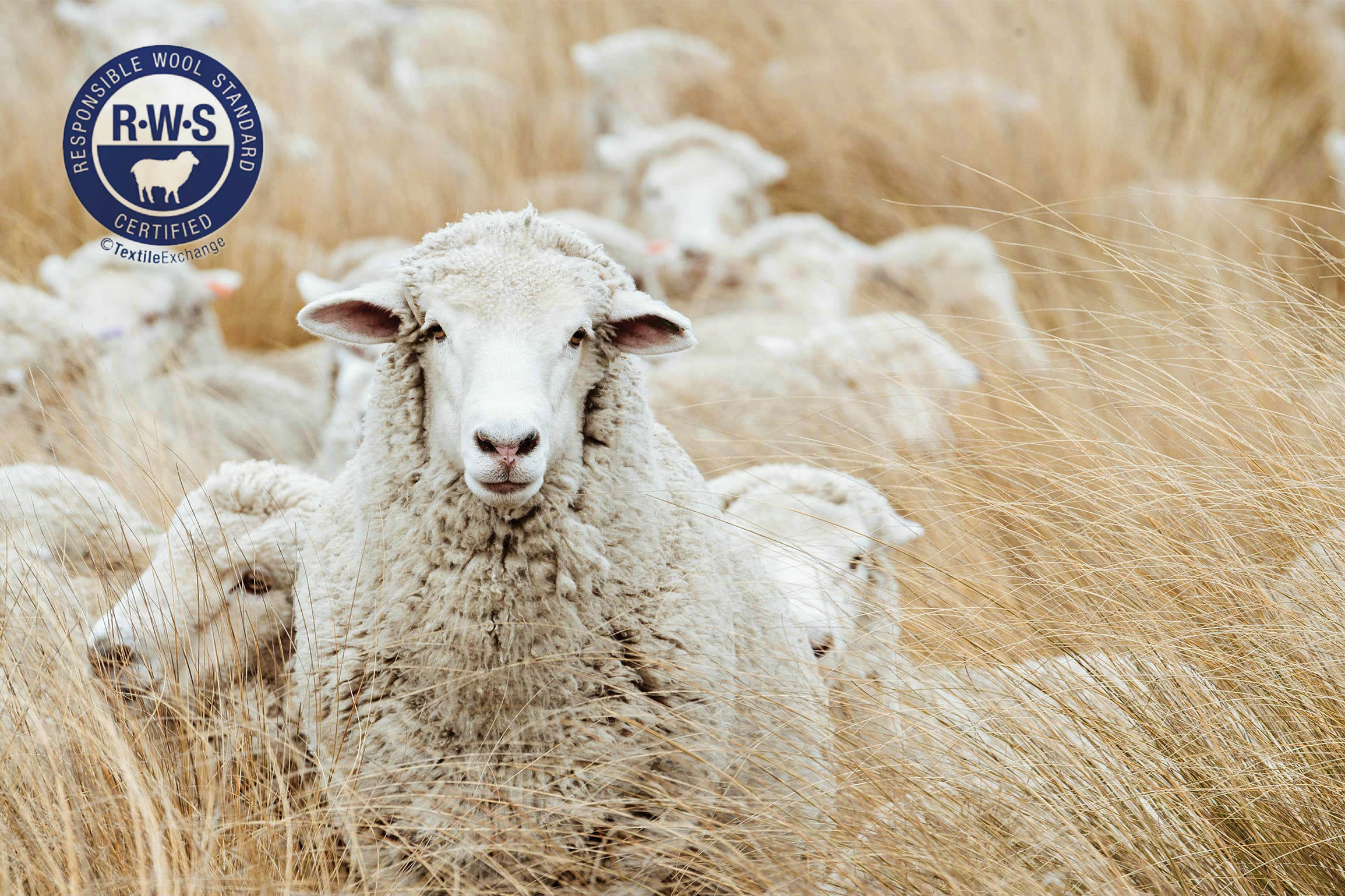 How Much Do You Know About Sheep And Their Wool Wool Facts, 55 OF.jpg